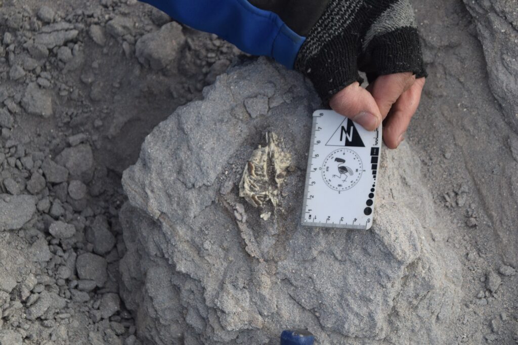 Dan a conocer especie prehistórica hallada en la Puna catamarqueña