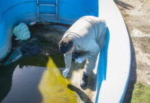 Control focal: cronograma semanal