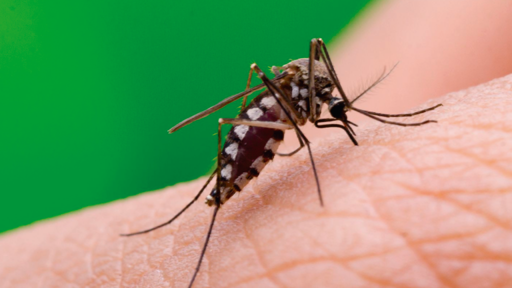 Prevención del dengue: refuerzan medidas para eliminar criaderos