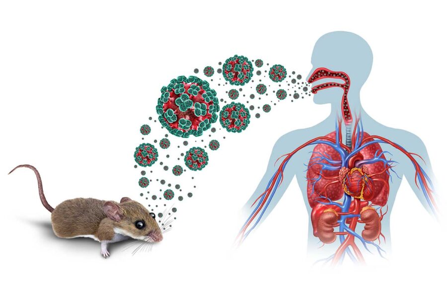 Estudio ambiental detectó roedores portadores de Hantavirus en la provincia